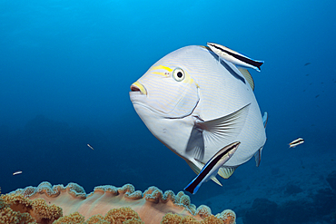 Elongate Surgeonfish cleaned by Cleaner Wrasse, Acanthurus mata, Great Barrier Reef, Australia