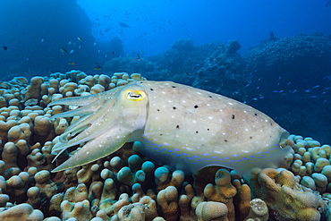 Broadclub Cuttlefish, Sepia latimanus, Great Barrier Reef, Australia