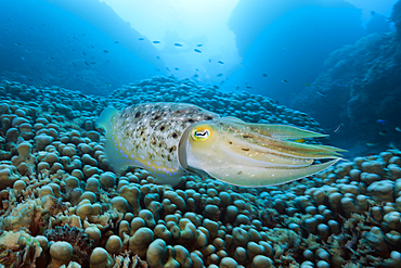 Broadclub Cuttlefish, Sepia latimanus, Great Barrier Reef, Australia