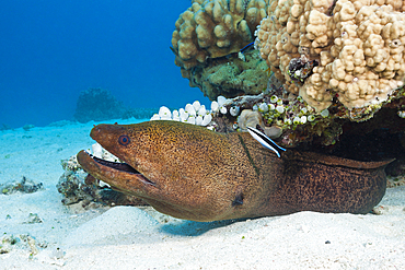 Giant Moray, Gymnothorax javanicus, Great Barrier Reef, Australia