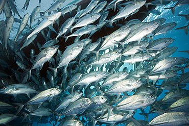 Shoal of Bigeye Trevally, Caranx sexfasciatus, Great Barrier Reef, Australia