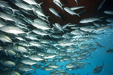 Shoal of Bigeye Trevally, Caranx sexfasciatus, Great Barrier Reef, Australia