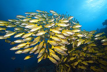 Shoal of Bigeye Snapper, Lutjanus lutjanus, Great Barrier Reef, Australia