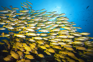 Shoal of Bigeye Snapper and Fivelined Snapper, Lutjanus lutjanus, Great Barrier Reef, Australia