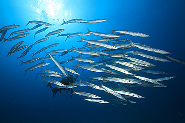 Shoal of Blackfin Barracuda, Sphyraena qenie, Great Barrier Reef, Australia