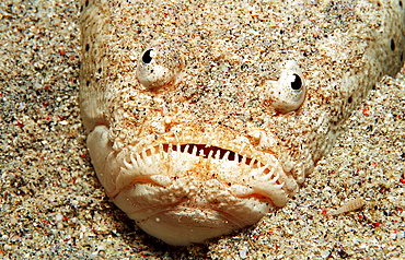 Marbled stargazer, Uranoscopus bicinctus, Indonesia, Indian Ocean, Komodo National Park