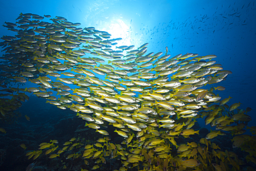 Shoal of Bigeye Snapper and Fivelined Snapper, Lutjanus lutjanus, Great Barrier Reef, Australia