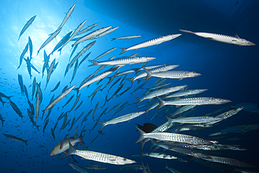 Shoal of Blackfin Barracuda, Sphyraena qenie, Great Barrier Reef, Australia