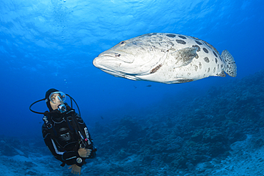 Scuba Diver and Potato Cod, Epinephelus tukula, Cod Hole, Great Barrier Reef, Australia