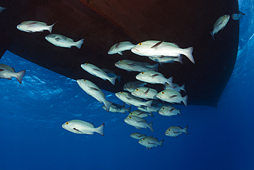 Shoal of Red Snapper, Lutjanus bohar, Great Barrier Reef, Australia