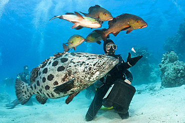 Potato Cod Feeding, Epinephelus tukula, Cod Hole, Great Barrier Reef, Australia