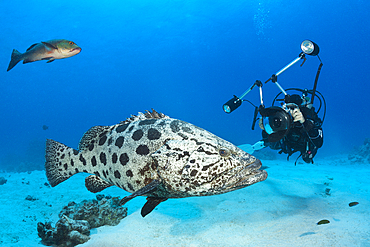 Scuba Diver taking pictures of Potato Cod, Epinephelus tukula, Cod Hole, Great Barrier Reef, Australia