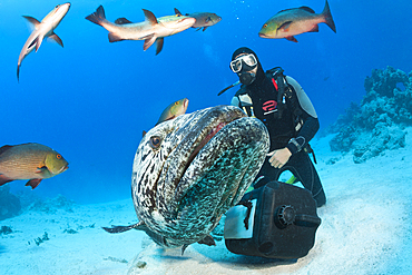 Potato Cod Feeding, Epinephelus tukula, Cod Hole, Great Barrier Reef, Australia