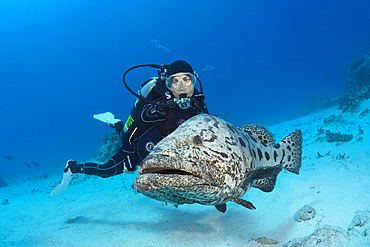 Scuba Diver and Potato Cod, Epinephelus tukula, Cod Hole, Great Barrier Reef, Australia