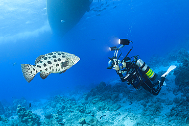 Scuba Diver taking pictures of Potato Cod, Epinephelus tukula, Cod Hole, Great Barrier Reef, Australia