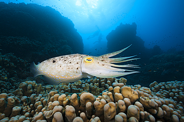 Broadclub Cuttlefish, Sepia latimanus, Great Barrier Reef, Australia