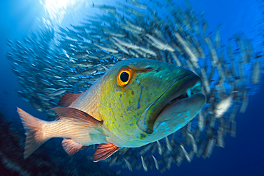 Red Snapper, Lutjanus bohar, Great Barrier Reef, Australia