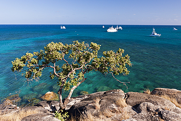 Watsons Bay Lizard Island, Great Barrier Reef, Australia