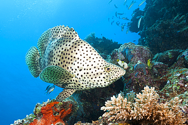 Barramundi Cod, Cromileptes altivelis, Great Barrier Reef, Australia