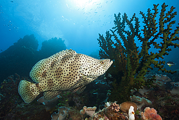 Barramundi Cod, Cromileptes altivelis, Great Barrier Reef, Australia