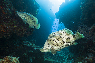 Barramundi Cod, Cromileptes altivelis, Great Barrier Reef, Australia