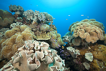 Whitleys Slender Basslet between Mushroom Leather Corals, Luzonichthys whitleyi, Great Barrier Reef, Australia