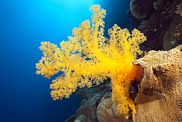 Yellow Soft Coral, Dendronephthya klunzingeri, Osprey Reef, Coral Sea, Australia