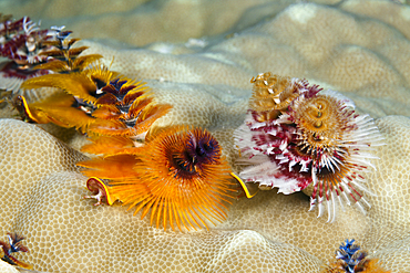 Christmas-Tree Worm, Spirobranchus giganteus, Osprey Reef, Coral Sea, Australia