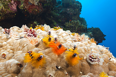 Christmas-Tree Worm, Spirobranchus giganteus, Osprey Reef, Coral Sea, Australia