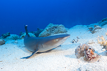 Whitetip Reef Shark, Triaenodon obesus, Osprey Reef, Coral Sea, Australia