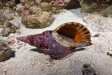 Tritons trumpet, Charonia tritonis, Osprey Reef, Coral Sea, Australia