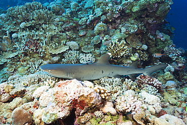 Whitetip Reef Shark, Triaenodon obesus, Osprey Reef, Coral Sea, Australia