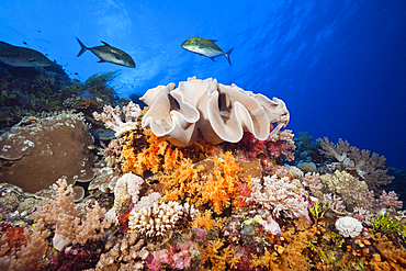 Species-rich Coral Reef, Osprey Reef, Coral Sea, Australia