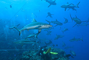 Grey Reef Shark during feeding frenzy, Carcharhinus amblyrhynchos, Osprey Reef, Coral Sea, Australia