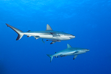 Grey Reef Shark, Carcharhinus amblyrhynchos, Osprey Reef, Coral Sea, Australia