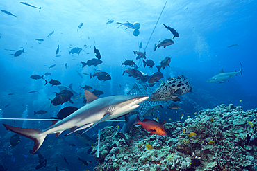 Grey Reef Shark during feeding frenzy, Carcharhinus amblyrhynchos, Osprey Reef, Coral Sea, Australia