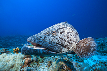 Potato Cod, Epinephelus tukula, Osprey Reef, Coral Sea, Australia