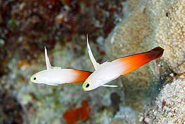 Pair of Fire Goby, Nemateleotris magnifica, Osprey Reef, Coral Sea, Australia