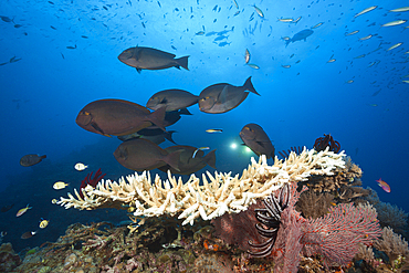 Elongate Surgeonfish over Reef, Acanthurus mata, Osprey Reef, Coral Sea, Australia