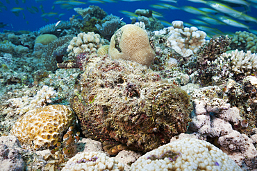 Reef Stonefish, Synanceia verrucosa, Osprey Reef, Coral Sea, Australia