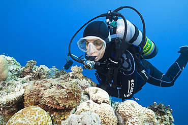 Reef Stonefish, Synanceia verrucosa, Osprey Reef, Coral Sea, Australia