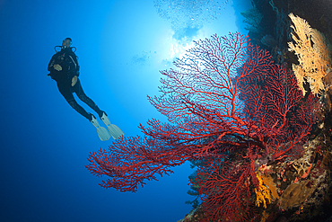 Scuba Diver over Coral Reef, Osprey Reef, Coral Sea, Australia