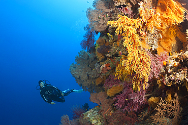 Scuba Diver over Coral Reef, Osprey Reef, Coral Sea, Australia