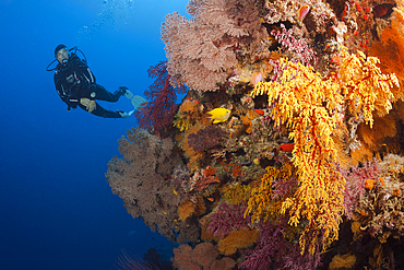 Scuba Diver over Coral Reef, Osprey Reef, Coral Sea, Australia