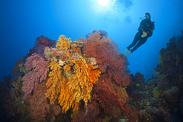 Scuba Diver over Coral Reef, Osprey Reef, Coral Sea, Australia