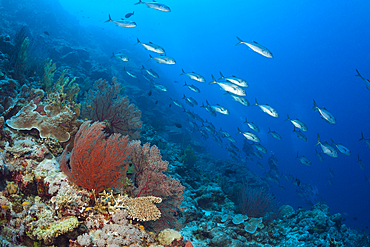 Shoal of Bigeye Trevally over Coral Reef, Caranx sexfasciatus, Osprey Reef, Coral Sea, Australia