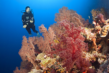 Scuba Diver over Coral Reef, Osprey Reef, Coral Sea, Australia