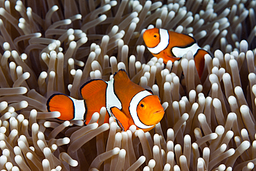 Clown Anemonefish, Amphiprion percula, Osprey Reef, Coral Sea, Australia