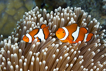 Clown Anemonefish, Amphiprion percula, Great Barrier Reef, Australia