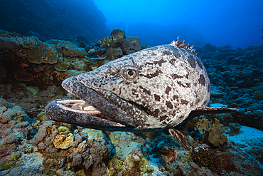 Potato Cod, Epinephelus tukula, Great Barrier Reef, Australia